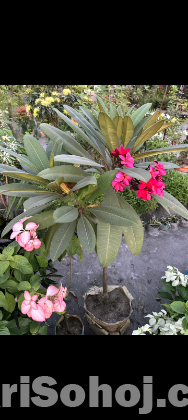 লাল কাঠ গোলা পের চারা